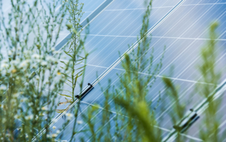 Solar panels surrounded by native Arizona vegetation, representing clean solar power, renewable energy, environmental conservation, and sustainable energy solutions from Sun Energy Today.