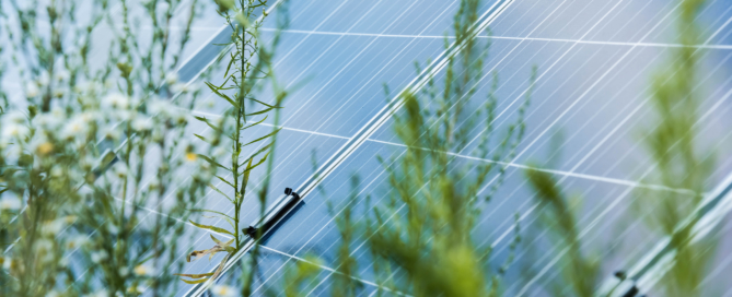 Solar panels surrounded by native Arizona vegetation, representing clean solar power, renewable energy, environmental conservation, and sustainable energy solutions from Sun Energy Today.